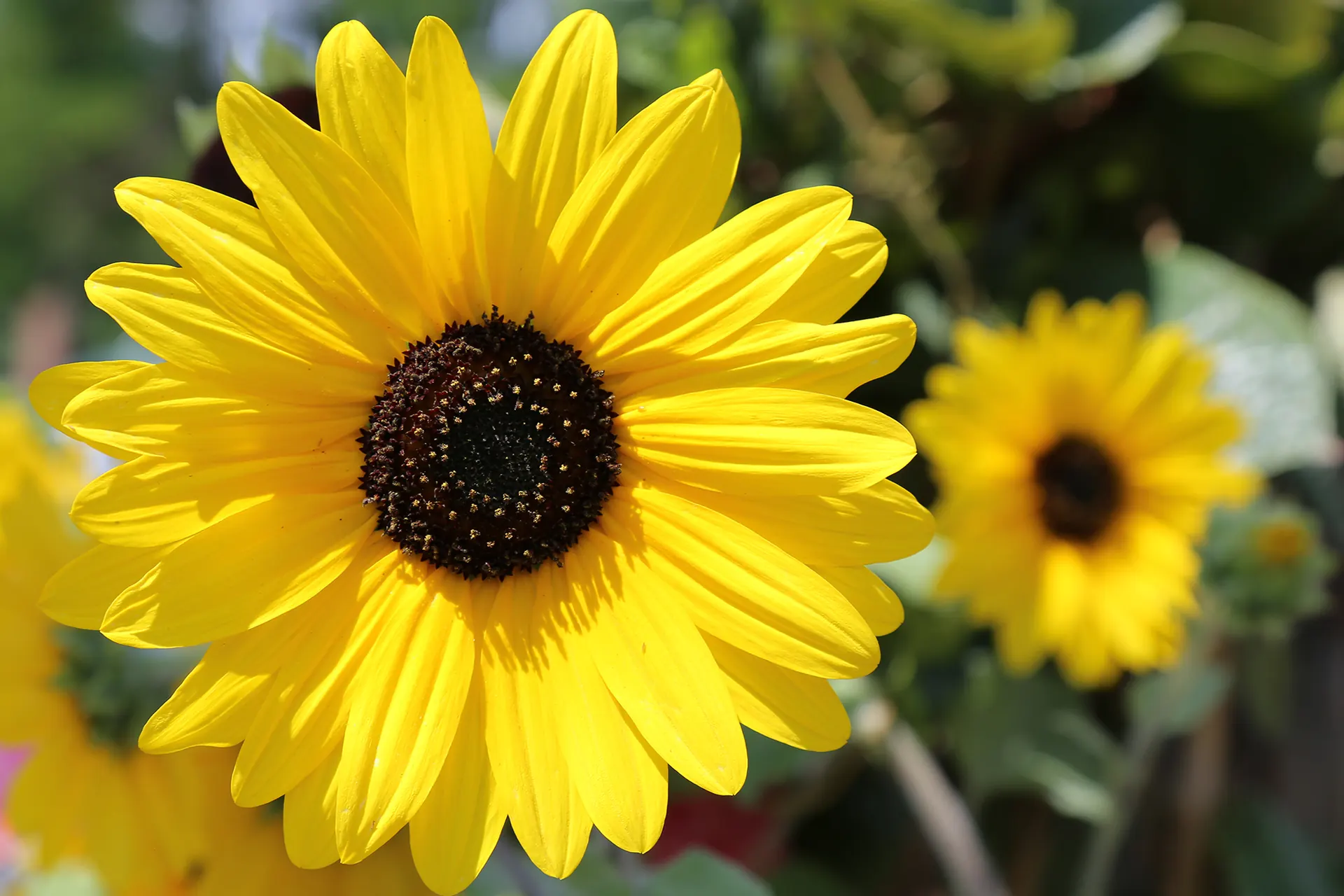 Sunflowers